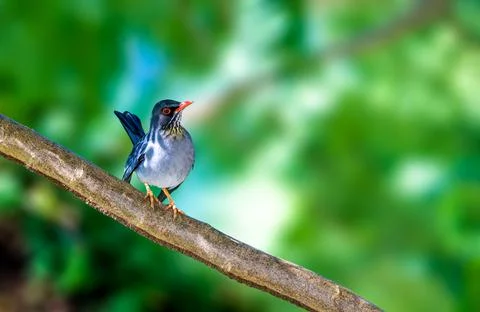 Red Legged Thrush Stock Photos