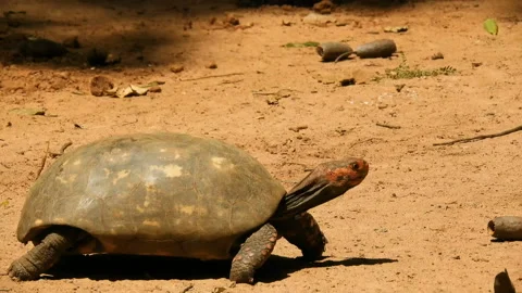 Red-legged tortoise walking on sand Stock Footage 119593956
