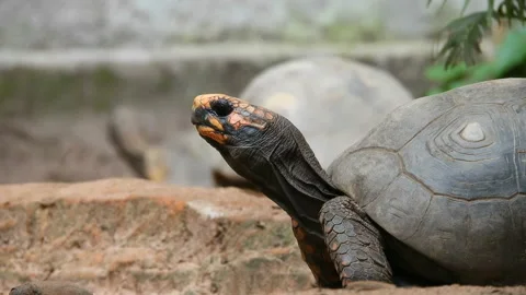 Red-Legged Tortoise Walking On Sand Stock Footage 123268419