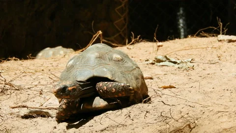 Red-legged tortoise walking on sand Stock Footage 144799593