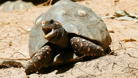 Red-legged tortoise walking on sand Stock Footage 144802027