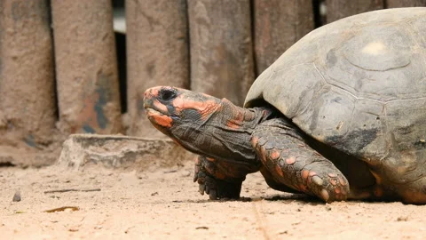 Red-legged tortoise walking on sand Stock Footage 144802903