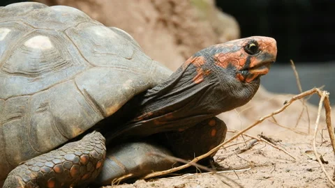 Red-legged tortoise walking on sand Stock Footage 144804073