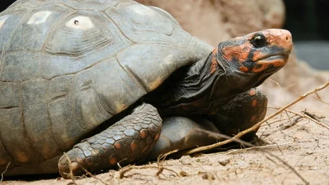 Red-legged tortoise walking on sand Stock Footage 144805350