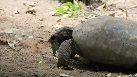 Red-legged tortoise walking on sand 스톡 동영상 145340555
