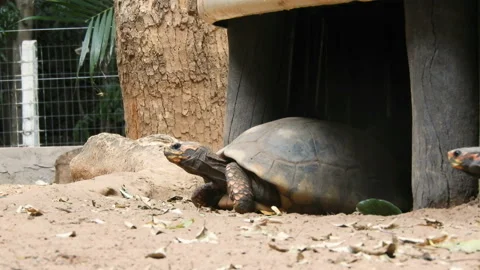 Red-legged tortoise walking on sand Stock Footage 145341875