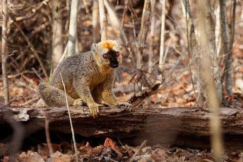 Red Lemur - Eulemur fulvus rufus also Rufous brown or Northern Red-fronted le Stock Photos