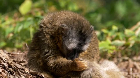 Red lemur (Eulemur rufus) hygiene Stock Footage 79752888