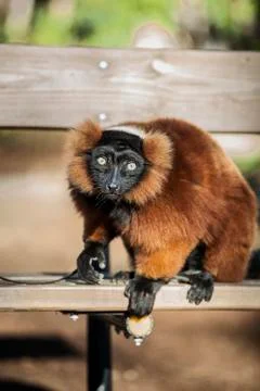 Red Lemur Stock Photos
