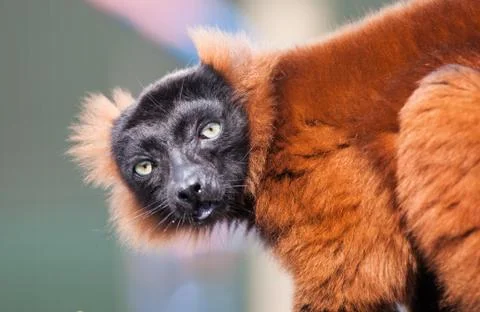 Red lemur Stock Photos