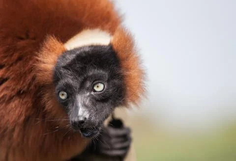 Red lemur Stock Photos