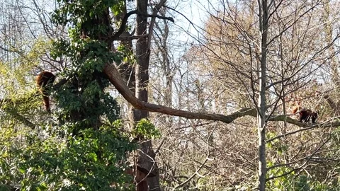 Red lesser pandas walking on tree branch in forest Stock Footage 279843371