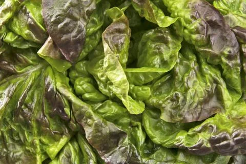 Red lettuce close-up on a table Stock Photos