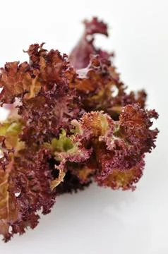 Red  lettuce Photos