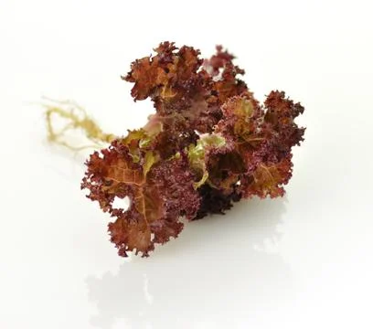 Red  lettuce Stock-Fotos
