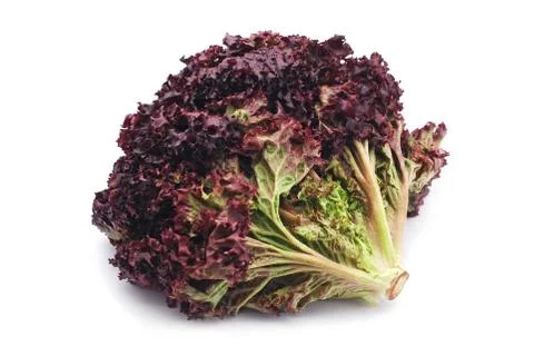 Red lettuce Stock Photos