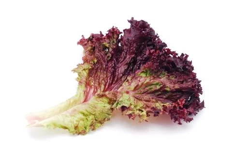 Red lettuce Foto stock