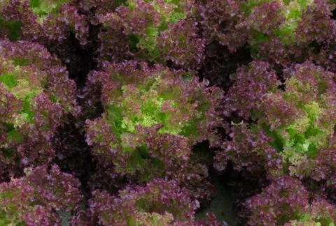 Red lettuce Foto stock