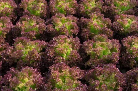 Red lettuce Stock Photos