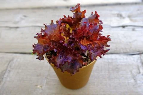 Red lettuce in a pot Stock Photos