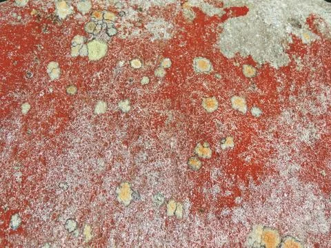 Red Lichen &amp; Algae Texture Stock Photos