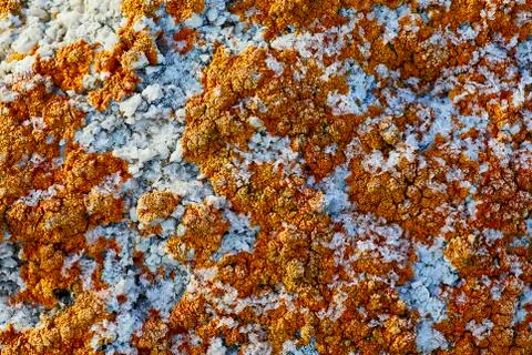 Red lichen covers the surface of the stone Stock Photos