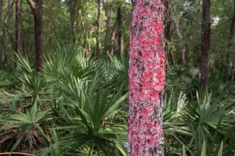 Red Lichen Stock Photos