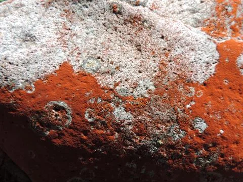 Red Lichen Stone Texture Stock Photos