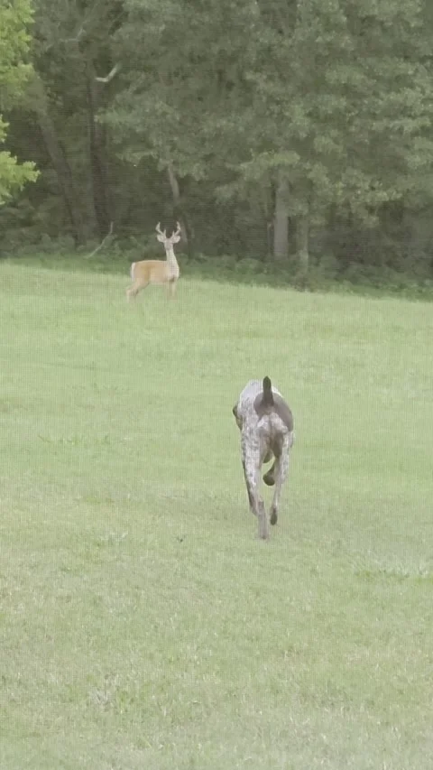 Red Light Green Light Dog and Deer Edition, Jefferson, Georgia, USA - 03 Aug 202 Stock Footage 315074480