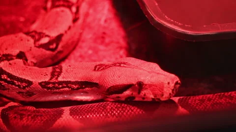 Red Light Python Stock-Footage 45234218