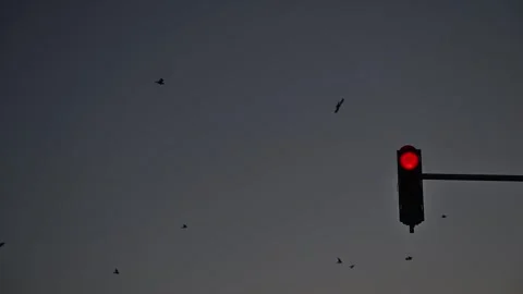 Red light, traffic stop light semaphore in morning, birds flying at the sky.. Vídeos de archivo 289004478