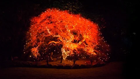 Red Light Tree Festive Holiday Christmas Scene, Xmas Tree Decoration Lights Stock Footage 120671214