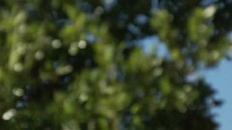 Red Lighthouse Trees PAN Video stock 653372