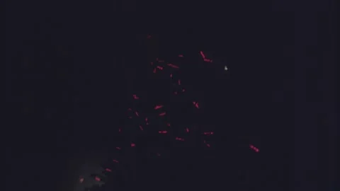 Red lights 스톡 동영상 137643476