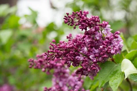 Red lilac in the spring garden Stock Photos