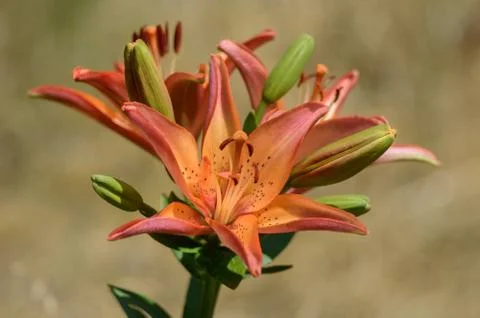 Red lilies bloom Stock Photos
