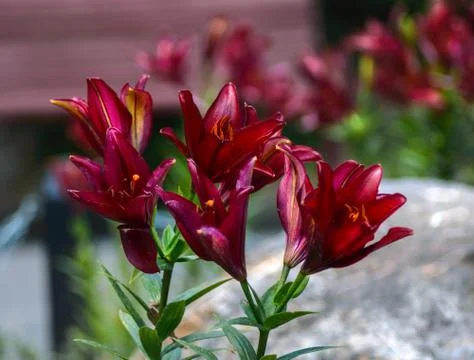 Red lilies bloom Stock Photos