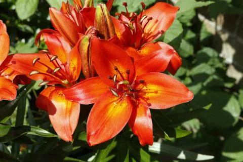 Red Lilies in bloom Stock Photos