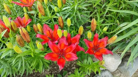 Red lilies in a flowerbed Stock Footage 337001337