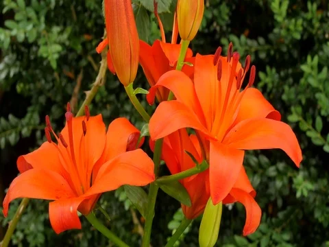 Red lilies in a garden Stock Footage