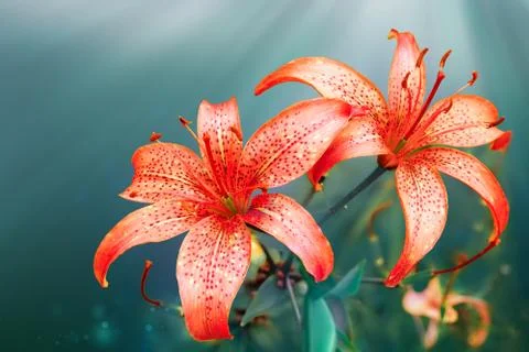 Red lilies Stock Illustration
