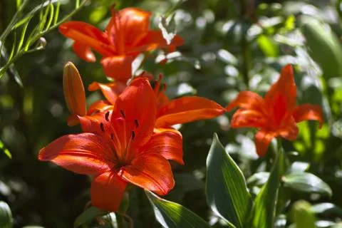 Red lilies Stock-Fotos