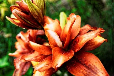 Red lilies Stock Photos