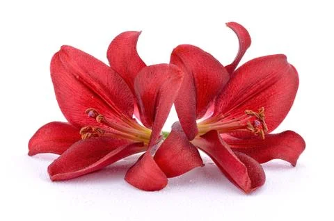 Red lilies Stock Photos
