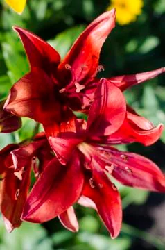 Red Lilies Stock Photos