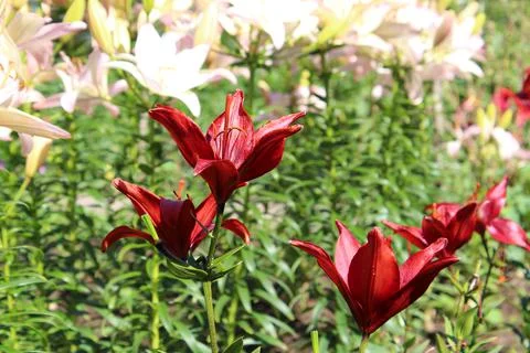 Red lilies Stock Photos