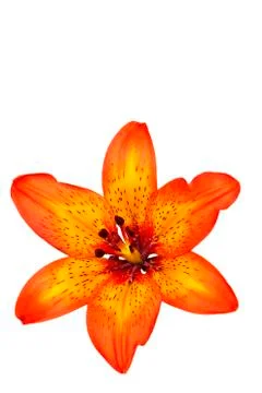 Red lilly bloom Stock Photos