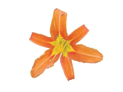 Red lilly bloom Stock Photos