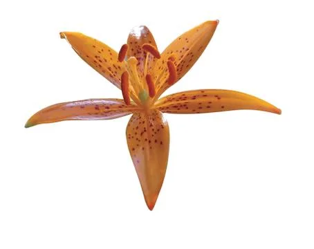 Red lilly bloom Stock Photos