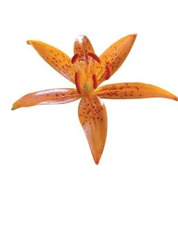 Red lilly bloom Stock Photos
